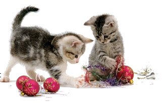 kittens palying with christmas decorations